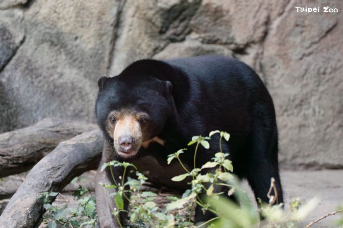 揮別臺北、前進札幌！馬來熊姊弟啟程日本，為保育接棒注入新希望